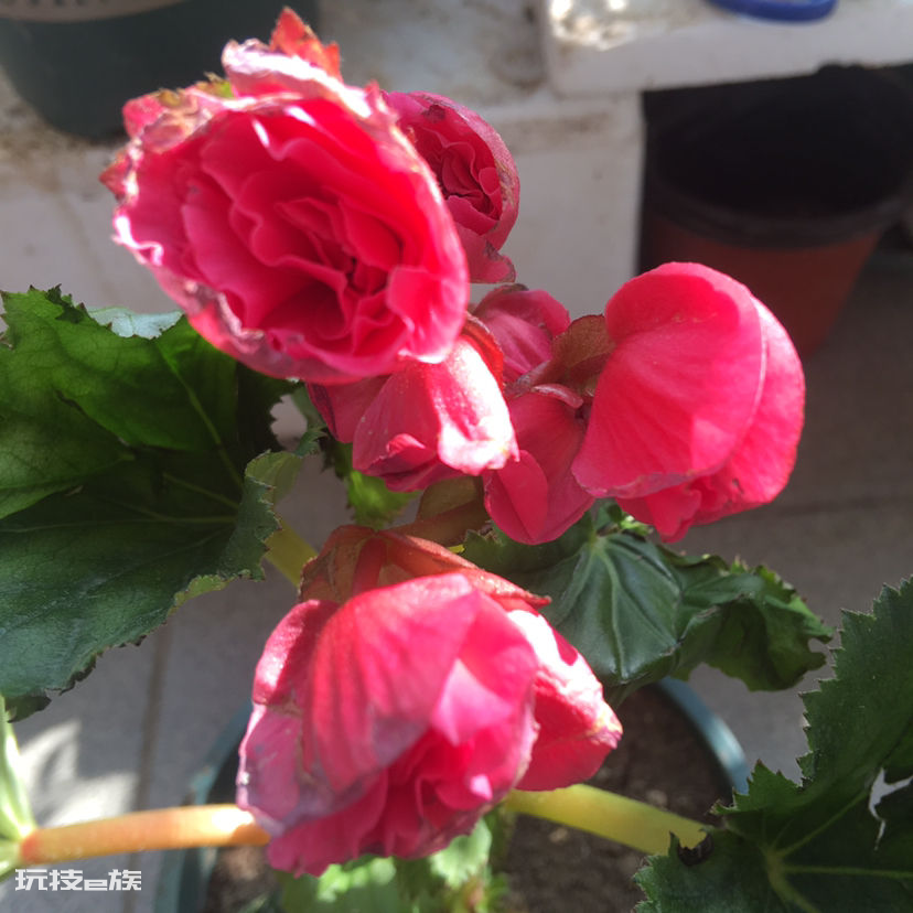 耐阴又容易开花的植物排名(非常耐阴的10种开花植物图片)-图片3